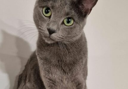 Bučkė sako „Miau, pagaliau!“ – Kai skanus ir sveikas maistas tampa atradimu